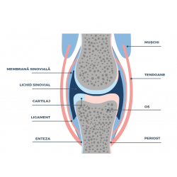 Dieta veterinara uscata pentru caini cu predispozitie la boli articulare, Gosbi Veterinary Diets Dog Articular Dry, 2Kg
