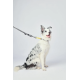 10837099 WILD Safari Collar S 10837099 WILD Safari Collar S