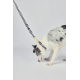 10837099 WILD Safari Collar S 10837099 WILD Safari Collar S
