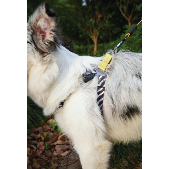 10837499 WILD Safari Harness XS