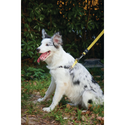 10837499 WILD Safari Harness XS