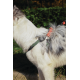 10838499 WILD Jungle Collar M 10838499 WILD Jungle Collar M