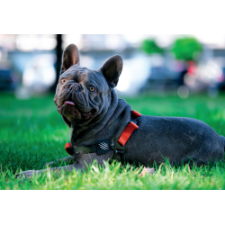 10838899 WILD Jungle Harness S