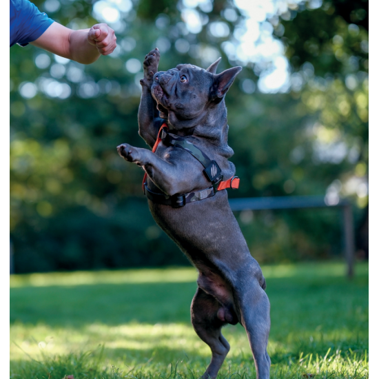 10838799 WILD Jungle Harness XS