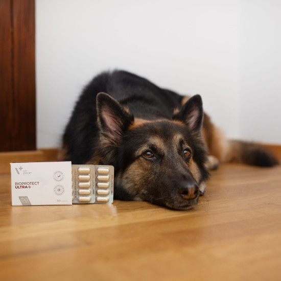 Suport pentru echilibrul microbiomului intestinal, BioProtect ULTRA, VetExpert, 30 tablete Suport pentru echilibrul microbiomului intestinal, BioProtect ULTRA, VetExpert, 30 tablete
