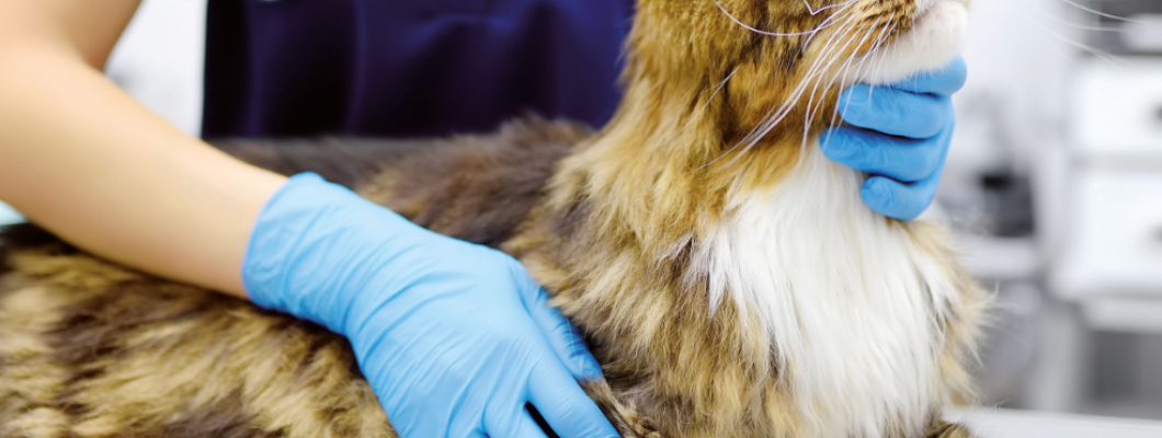 Cardiovascular–renal disorders (CvRD): interacțiunea dintre inimă și rinichi în medicina veterinară Cardiovascular–renal disorders (CvRD): interacțiunea dintre inimă și rinichi în medicina veterinară