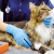 Cardiovascular–renal disorders (CvRD): interacțiunea dintre inimă și rinichi în medicina veterinară